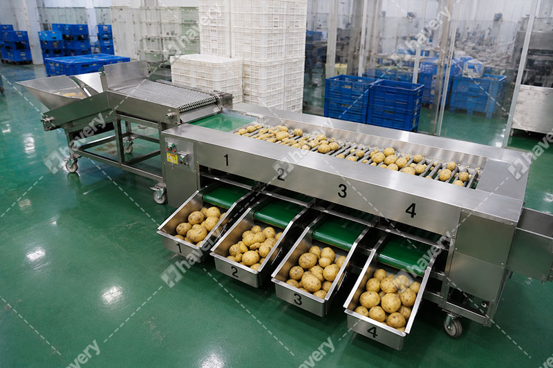 Roller Type Potato Grading Machine for Precise Sorting potato grading machine